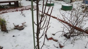 Колоновидная яблоня. Простые правила обрезки Колоновидной яблони.