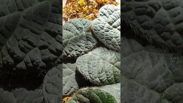 Creación De Distintos Tipos De Tutores. Ficus Villosa. Trabajando Con Musgo Cap.1