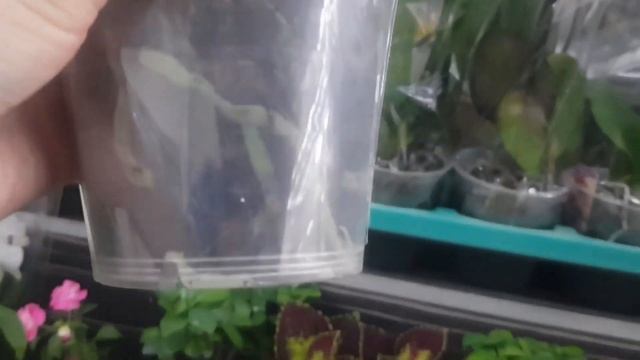 Усть-Каменогорск 30.07.21г. Новый завоз орхидей Леди Мармелад, Мультифлоры, Попугай... смотреть онлайн