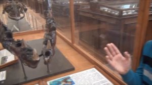 Динозавры 2. Мозазавр. Утконосый динозавр. Геологический музей, Санкт-Петербург.