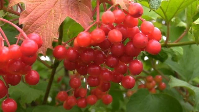 Canon Legria HF G30 Test Bildstabilisator HD смотреть онлайн