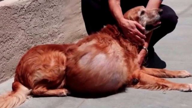 Собаку с опухолью в 21 кг выбросили на пляже… Только посмотрите, что с ней стало! смотреть онлайн