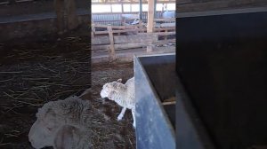 Быстрый откорм ягнят,баранов на мясо.