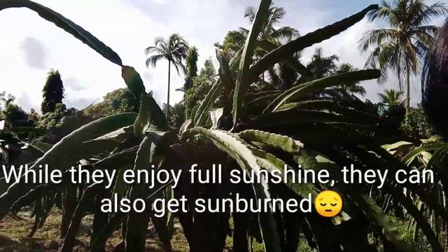 Earn from Dragon Fruit Farming (How to Plant Dragon Fruits) смотреть онлайн