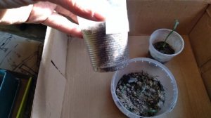 Какую землю лучше взять для проращивания амазонской лилии (эухарис)