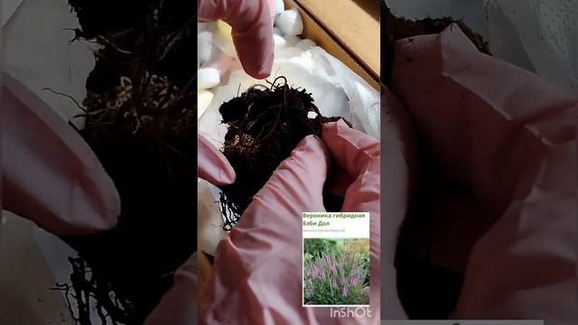 Ещё одна посылка из Подворья. Готовимся к новому сезону - весна 2023! смотреть онлайн