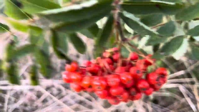 Стих: причины смотреть онлайн