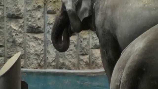 Московский зоопарк улучшает жизнь слонам смотреть онлайн