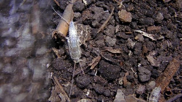 Learn Something About Silverfish! смотреть онлайн