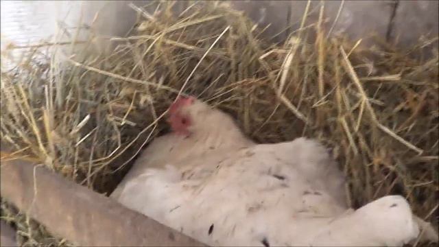 Природа обиделась и -- наказала! Регион 60. Деревня. смотреть онлайн
