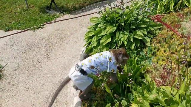 обезьяний летний день?(фрагменты выходного)#monkey #petmonkey #animal #обезьяна #экзотика #зоо смотреть онлайн