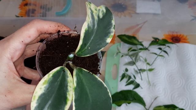 Хойи // черенкование // укоренение