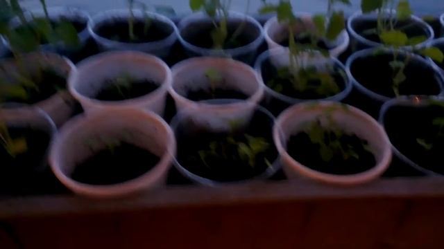 Выращивание лофанта тибетского через рассаду (часть 2) смотреть онлайн