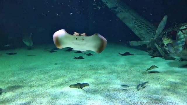 Animals In a Blue Pool | Shark Toys and Education For Kids Children смотреть онлайн