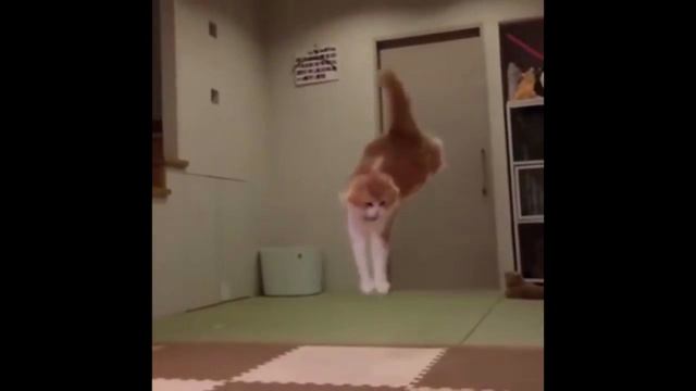 Новые творческие идеи: ах, какие кошки!