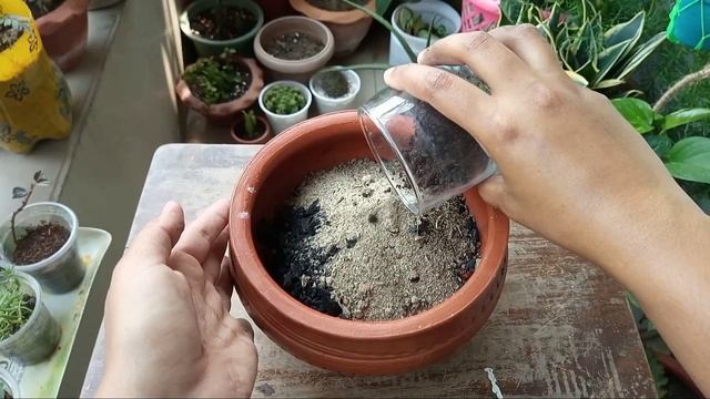 Make Perfect Potting Mix for Succulent and Cactus // Best Potting Mix for Succulents and Cactus ?? смотреть онлайн