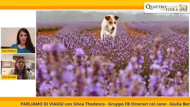 Quattrozampeinfiera TV - Puntata del 10 Giugno 2020 - Itinerari col cane смотреть онлайн