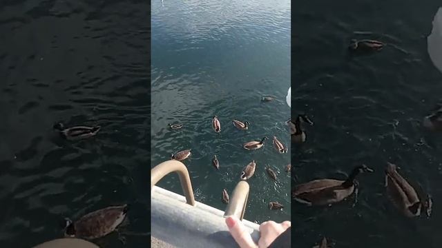 Покормили лебедей и уток? Бруклин, Нью-Йорк ❤️ смотреть онлайн