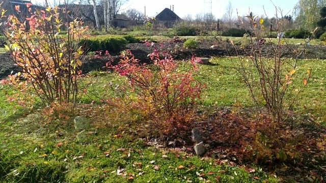 садовая голубика смотреть онлайн