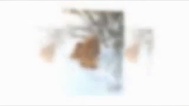 Мой любимый питомец! смотреть онлайн
