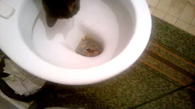 Как кошка ходит какать на унитаз. смотреть онлайн