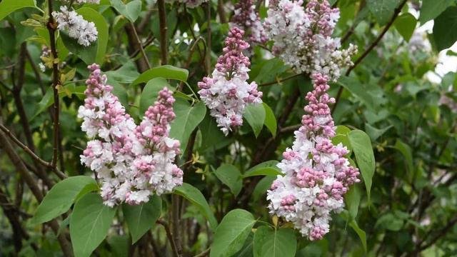 Lilac blooming and real nightingale song / Full HD / Цветение сирени и реальное пение соловья смотреть онлайн
