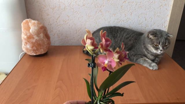 Пополнение в моей коллекции! Мини орхидея из Ашана смотреть онлайн