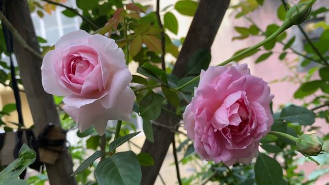 David Austin [English Rose] In India: The Ingenious Mr. Fairchild #englishrose #terracegarden #gula