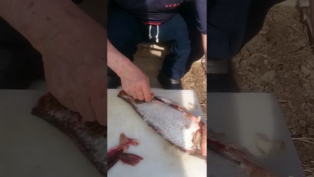 Как быстро почистить сазана. смотреть онлайн