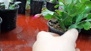 Как цветут мои шлюмбергеры(декабристы), укоренёные год назад!