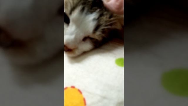 Кошка Ксюша. ФИП. #спасениебездомныхживотных #кошки смотреть онлайн