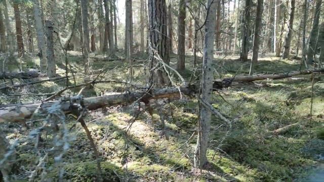 Beautiful relaxing music for stress relief "forest", composed by Aleksi Kazubski смотреть онлайн