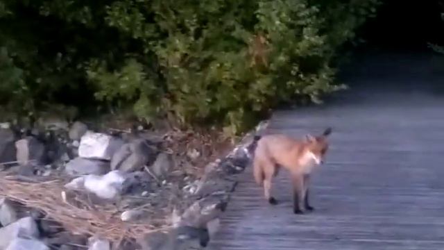 Лиса просит рыбку смотреть онлайн