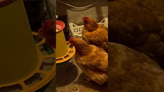 Курочки Ред Бро отличная порода. смотреть онлайн