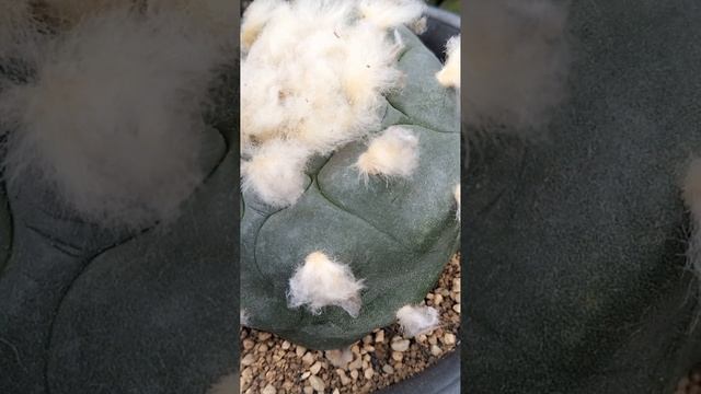 翠冠玉2　Lophophora diffusa　2023 03 18　＃Shorts смотреть онлайн