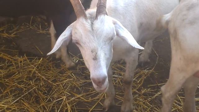 козы жуют  жвачку