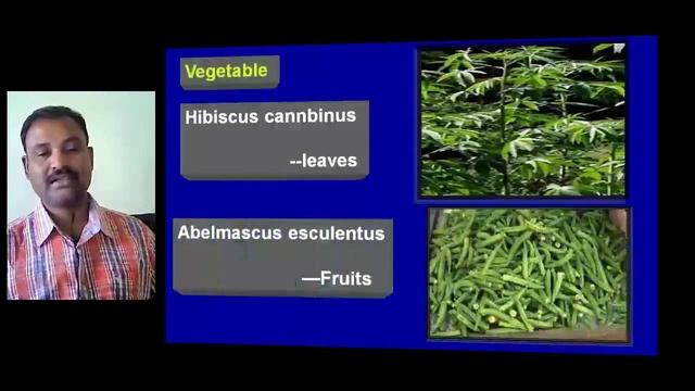 MALVACEAE 4 Economic Importance