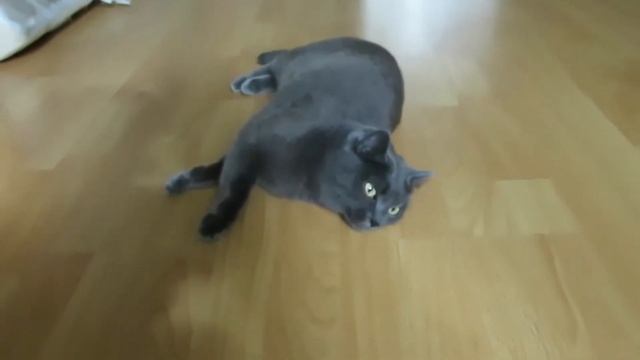 ВЫ ПРОДАЕТЕ РЫБОВ? РЕАКЦИЯ КОШКИ НА ТОВАРЫ С ALIEXPRESS. РЫБА - СУПЕР, ТОЧИЛКА ДЛЯ КОГТЕЙ - СТРЁМ! смотреть онлайн