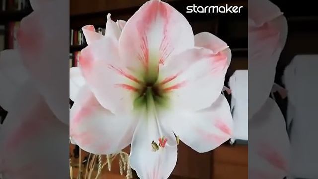 Light pink Amaryllis |Buhay ay Ganyan смотреть онлайн
