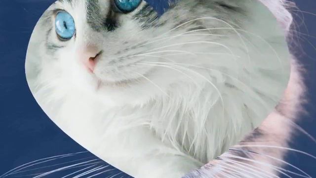 Трек Моя Кошка. Милана (автор песни) заметь пж смотреть онлайн
