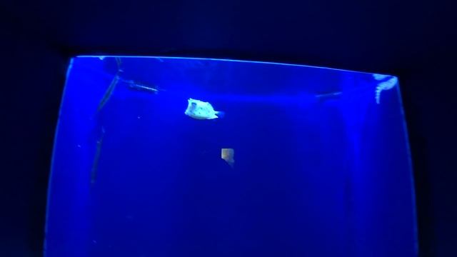 ЯПОНИЯ. ОКИНАВА. Самый Большой Океанариум В Мире смотреть онлайн