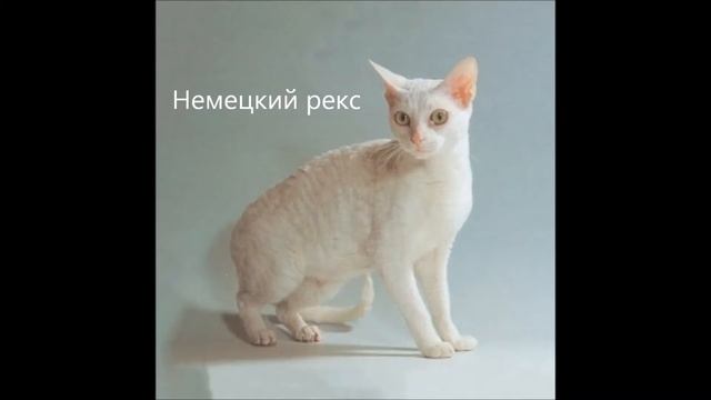 Породы самых красивых кошек смотреть онлайн