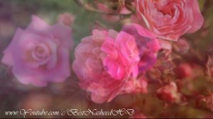 БЕЗУМНО КРАСИВЫЙ НАШИД