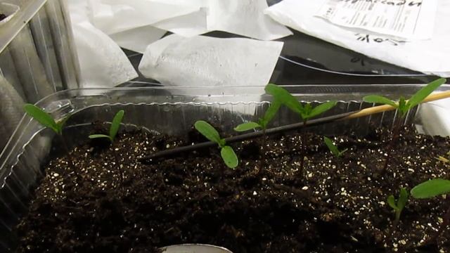 БАРХАТЦЫ. ОЧЕНЬ РАННЯЯ ПИКИРОВКА. Что случилось с семенами?! смотреть онлайн