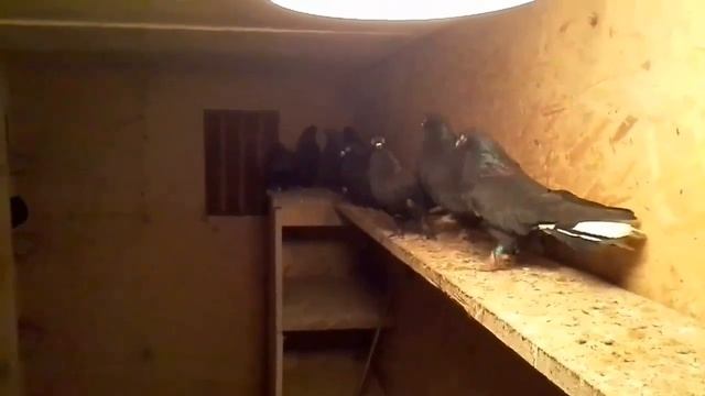 Черные белохвостые Николаевские смотреть онлайн