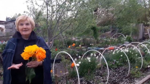 Подготовка земли к перекопке огорода смотреть онлайн