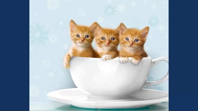 Милые котята, картинки котят.