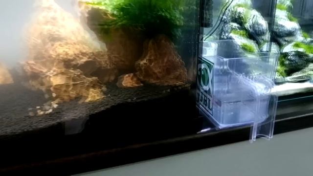 Запуск Eheim по системе Prodibio. Часть 2 смотреть онлайн