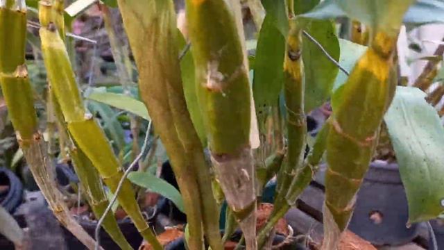 Dendrobium Farmeri / Replante Lindo... Adubação / Forma de Cultivo смотреть онлайн