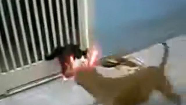 котэ ДАРТА ВЕЙДЕРА смотреть онлайн